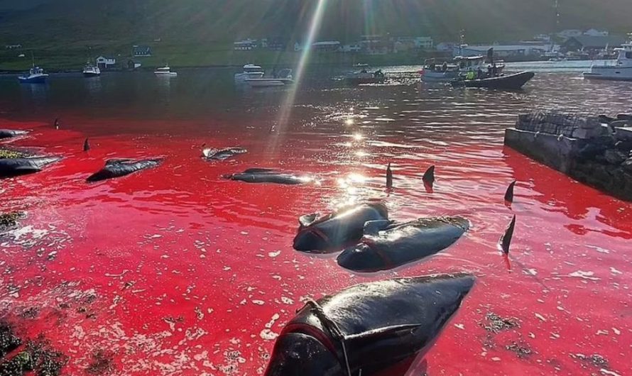 El mar se tiñó de rojo: cazadores de ballenas matan al menos a 175 de estos mamíferos